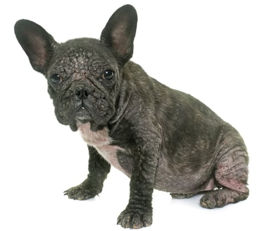 Bug Bites on Dogs: Recognizing, Treating & Preventing Bug Bites